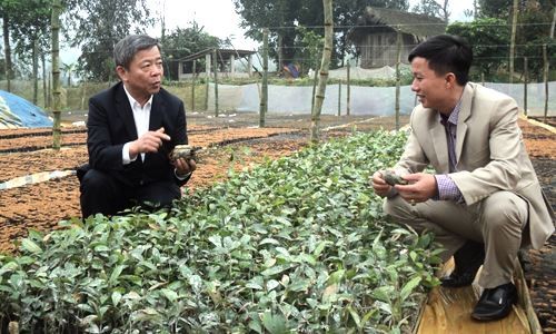 Developing new-style cooperatives   - ảnh 3